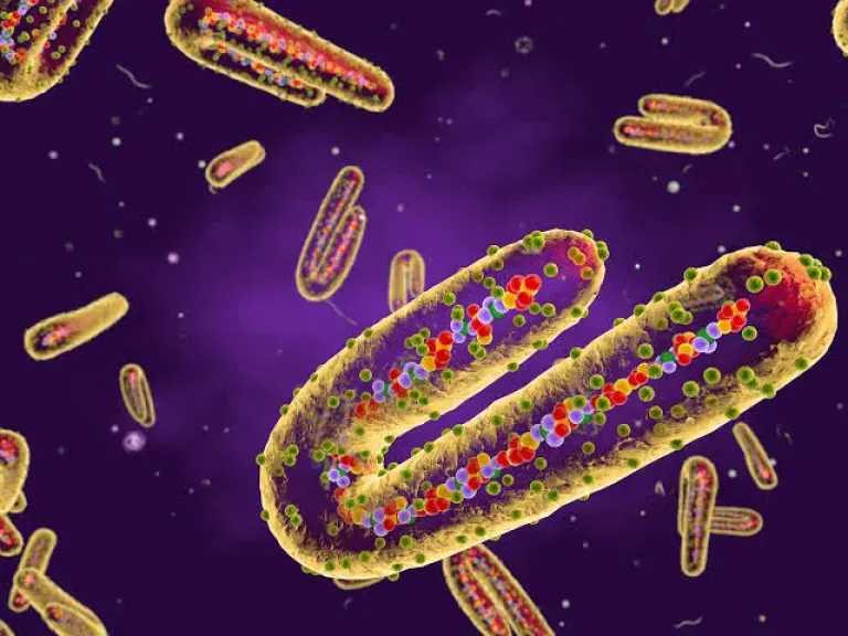 الصحة العالمية تحذر: تأكيد أول تفشٍ لفيروس ماربورغ القاتل في إثيوبيا وإصابة 9 أشخاص الصحة العالمية تحذر: تأكيد أول تفشٍ لفيروس ماربورغ القاتل في إثيوبيا وإصابة 9 أشخاص