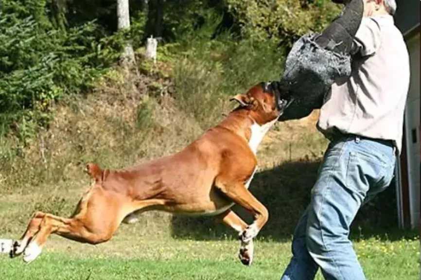 مأساة في لونه الألمانية: كلب من فصيلة البولدوغ الأمريكي يهاجم صاحبه ويودي بحياته مأساة في لونه الألمانية: كلب من فصيلة البولدوغ الأمريكي يهاجم صاحبه ويودي بحياته