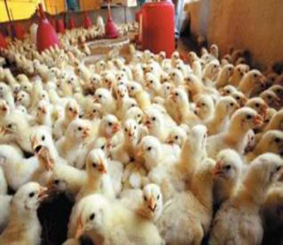 رئيس شعبة الدواجن: انخفاض الأسعار بنسبة 20% بمنتصف مارس المقبل