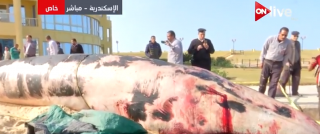العثور على حوت نافق بأحد...