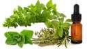 زيت الأوريجانو لعلاج البرد والإنفلونزا...
