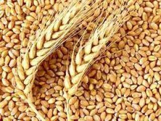 رويترز: مصر ترفض شحنة قمح...