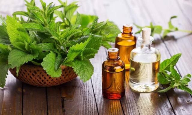 طرق استخدام زيت شجرة الشاي في علاج قشرة الرأس