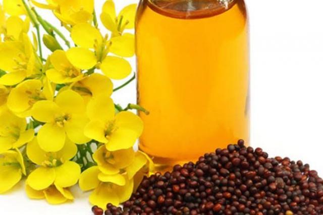 فوائد زيت الخردل للدوالي