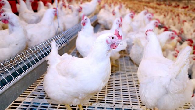 أسعار الدواجن بالأسواق اليوم الثلاثاء