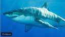 سمكة قرش بيضاء تستعرض قوة...