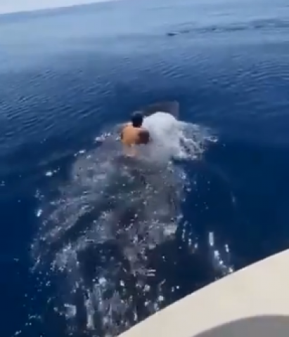 بالفيديو.. سعودي يقفز على ظهر حوت في البحر الأحمر ويسبح ممطيا ظهره