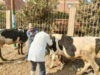بيطري المنوفية: تحصين ما يقرب...