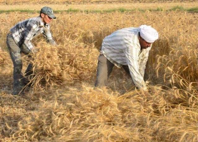 صوامع الشرقيه تستمر في فتح أبوابها لاستقبال أطنان القمح