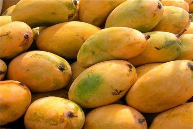 أسعار وأنواع المانجو في سوق العبور للجملة اليوم الأحد