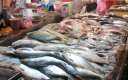 اسعار الأسماك بسوق العبور اليوم...