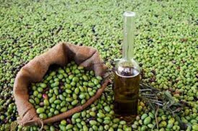سوريا تعلق تصدير زيت الزيتون