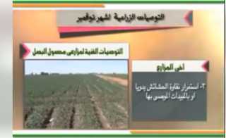 الزراعة تصدر نشرة بالتوصيات الفنية...