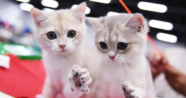 القطط تستخدم الإشارات الصوتية لتحديد موقع مالكها