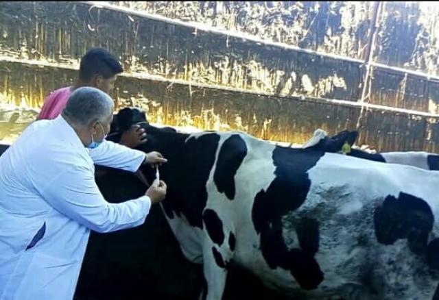 بيطري المنوفية : الإنتهاء من تنفيذ الحملة القومية الثالثة ضد الحمى القلاعية