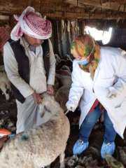 بيطري الشرقية يُحصن 344 ألف...
