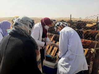 بيطري الشرقية يُحصن 524 ألف...