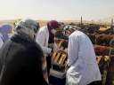 بيطري الشرقية يُحصن 524 ألف...