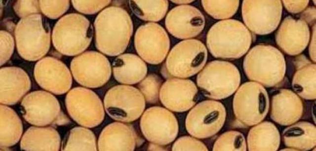 بذرة الصويا
