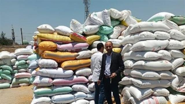 القمح في الشرقية