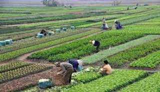 خبير اقتصادي يطالب بالاهتمام بالفلاح...