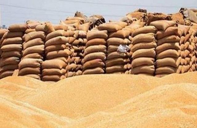 المنوفية توريد 142 الف طن قمح بشون وصوامع المحافظة