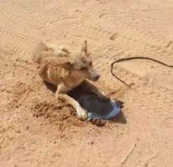 بالفيديو.. مواطن ينقذ ذئبا من...