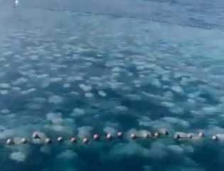 بالفيديو.. قناديل البحر تجتاح الساحل...
