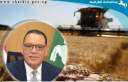 إستمرار توريد الذهب الأصفر لصوامع...