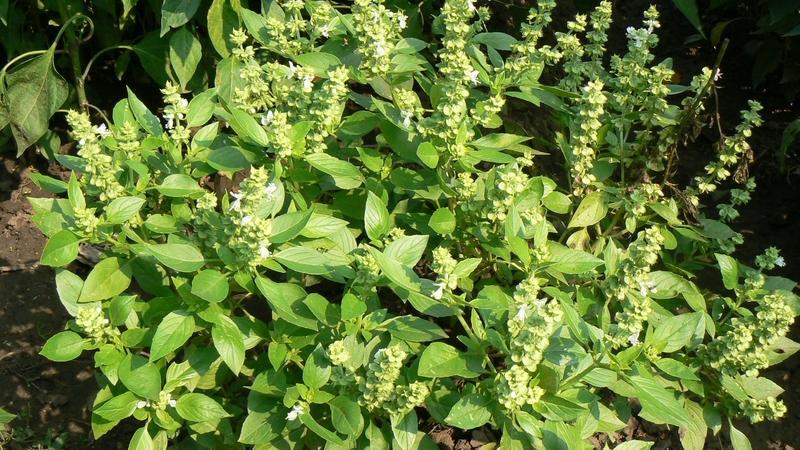التصديرى للصناعات الغذائية يناقش فرص وتحديات قطاع النباتات الطبية والعطرية