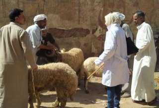 بيطري الشرقية يُجري الترصد الوبائي...