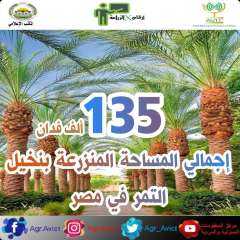 انفوجراف.. تعرف على إنتاج مصر...