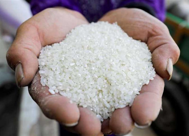 وزارة التموين: توريد 15 ألف طن أرز شعير وحصاد 75٪ من المحصول بالدقهلية