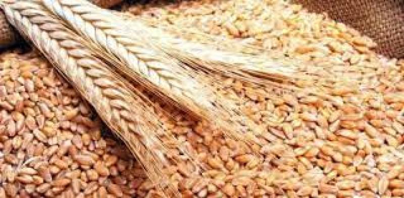 أسعار القمح العالمية