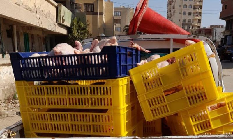 ضبط 211 دجاجة غير صالحة للاستهلاك الآدمي بطامية في الفيوم
