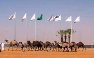 ازدهار شراء الإبل يزيد المنافسة...