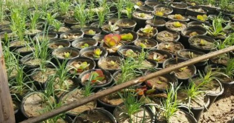 البحوث الزراعية - أرشيفية