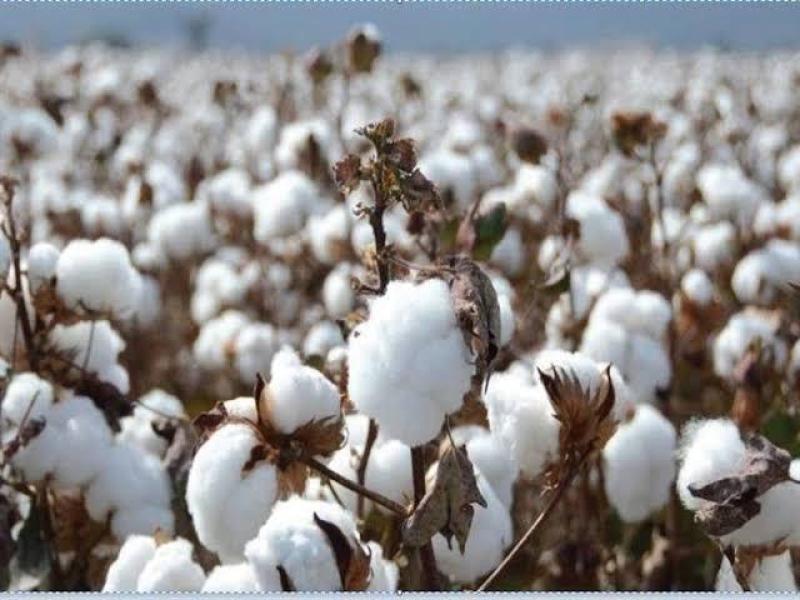 منظومة تداول القطن الجديدة