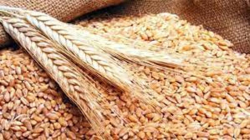 سعر القمح اليوم