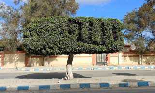 محافظ مطروح يوجه بالحفاظ على...