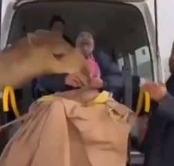 بالفيديو.. ردة فعل ناقة رأت...