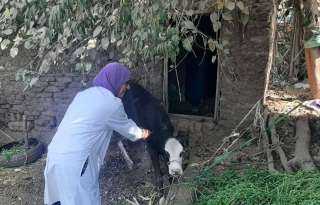 بيطري المنوفية : تحصين ما...