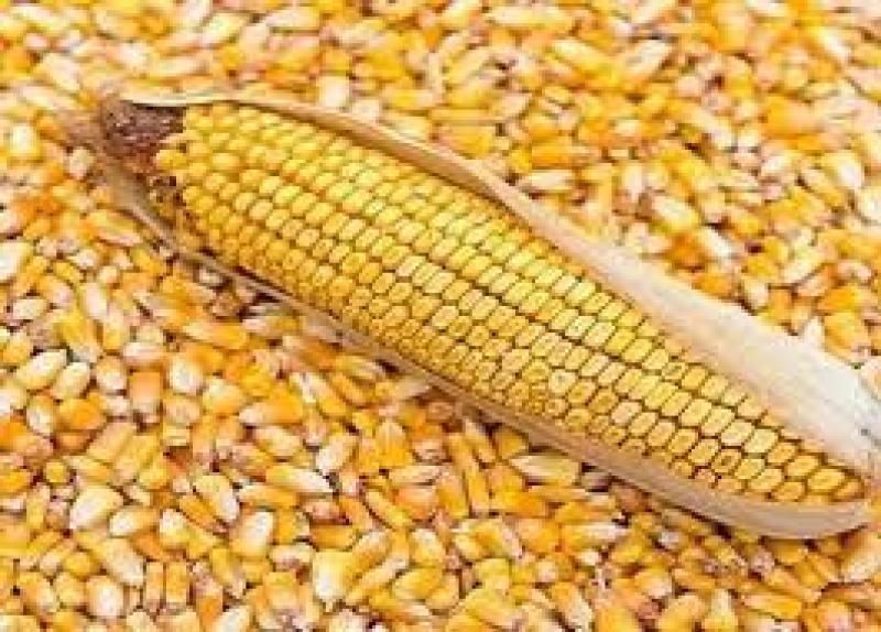 أسعار الذرة عالميًا