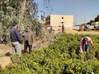 محافظ الوادي الجديد: وصول أول...
