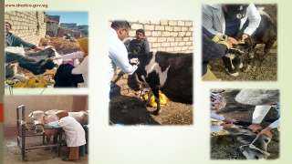 بيطري الشرقية يفحص ٣٢٦٤ رأس...