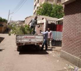 زراعة أشجار مثمرة بمدخل قرية...