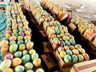 السعودية تحقق اكتفاءً ذاتيًا بنسبة...