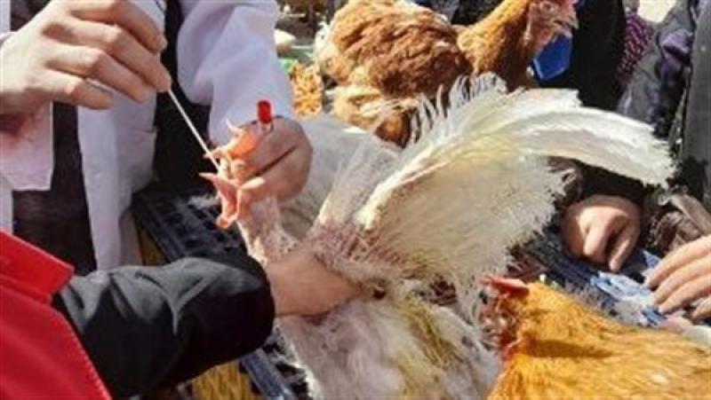 حصن ٢٥٠ ألف طائر ضد مرض أنفلونزا الطيور