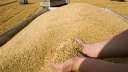 توريد 61 ألفا و861 طن...