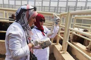 بيطري الشرقية يُحصن 316 ألف...
